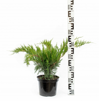 Можжевельник средний Минт Джулеп (Juniperus media Mint Julep), H 30-40, С3-3